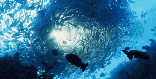 豆瓣9.6分，BBC又出神作《行星》，比任何科幻大片都精彩！